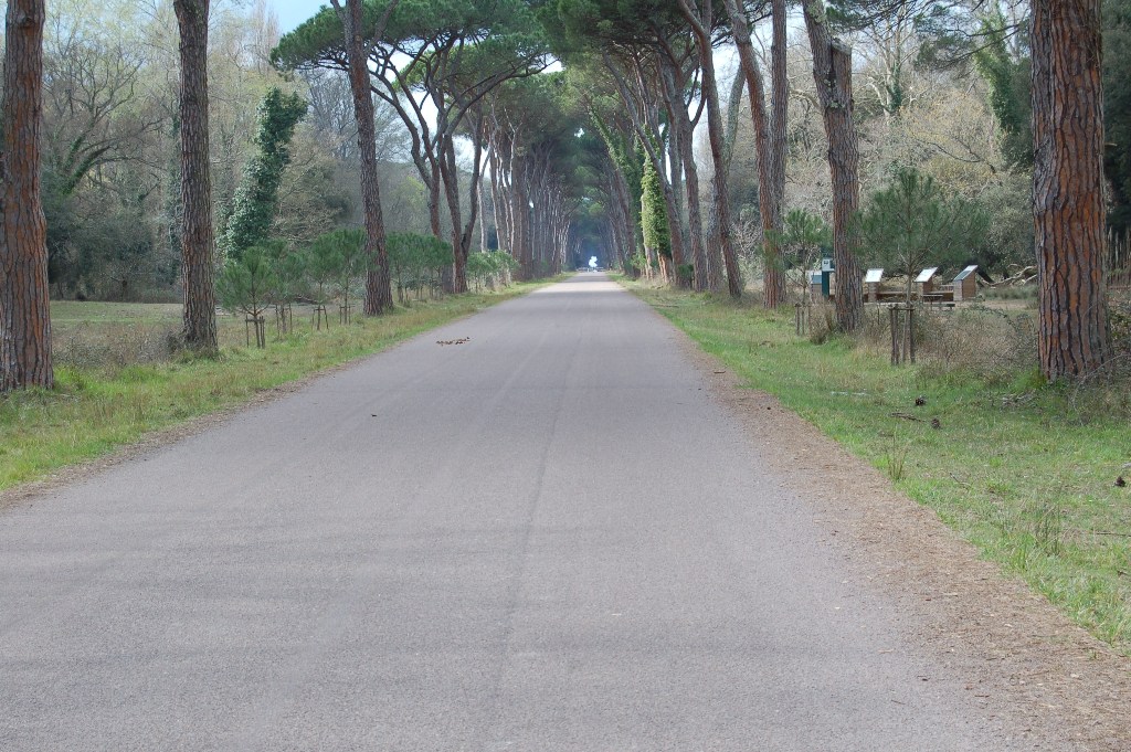 Giornata a San Rossore.